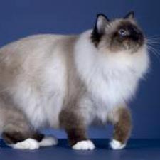 pic of cat